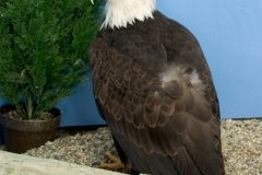 AK 02520 Injured Eagle